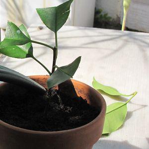 bouture de photinia arrosage